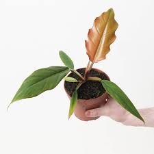 4" Philodendron Carmel Pluto