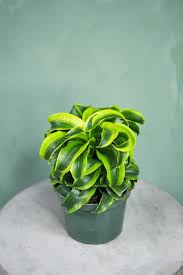 Dracaena Tornado