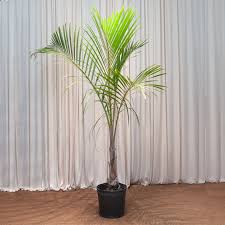 Spindle Palm