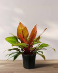 6" Philodendron McColley's Finale