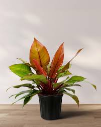 6" Philodendron McColley's Finale
