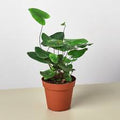 Heart Fern 4"