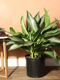 Aglaonema Silverado 6"