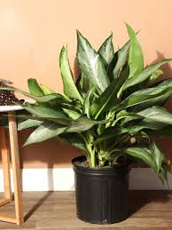 Aglaonema Silverado 6"