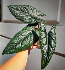 4" Alocasia Scalprum