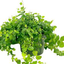 Ficus repens 6"