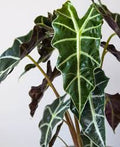 Alocasia Polly