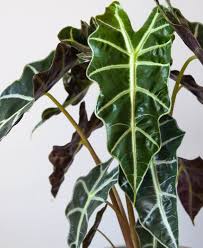 Alocasia Polly