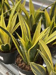 6" Sanseveria La Rubia