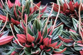 Peperomia Rosso