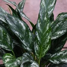 6" Aglaonema Shades
