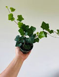 English Ivy