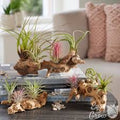 Tillandsia - Air Plants