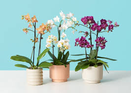 Phalaenopsis