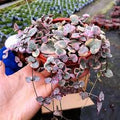 String of Hearts