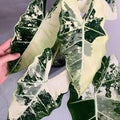 Alocasia Frydek Variegated