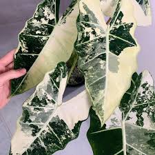 Alocasia Frydek Variegated