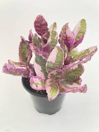 Waffle Plant