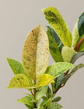Ficus Shivereana