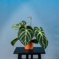 5" Anthurium Magnificum