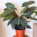 8" Calathea Ornata