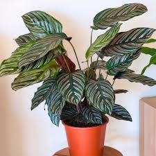 8" Calathea Ornata
