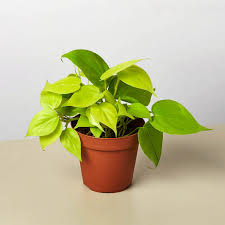 Philodendron Cordatum