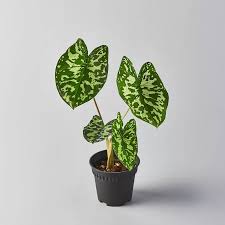 Alocasia Hilo Beauty