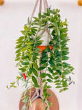 Lipstick Plant 8"