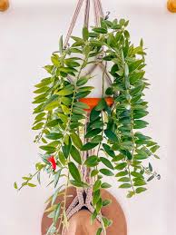 Lipstick Plant 8"