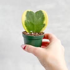 2.5" Hoya Kerri