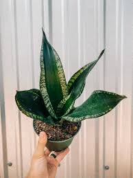 Sanseveria Whitney