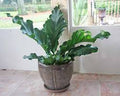 5" Anthurium Plowmanii