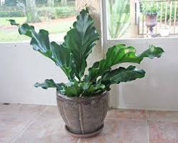 5" Anthurium Plowmanii