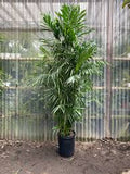 Bamboo Palm - Seifrizii