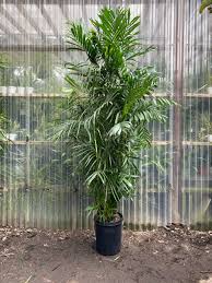 Bamboo Palm - Seifrizii