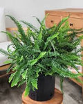 Kimberley Queen Fern