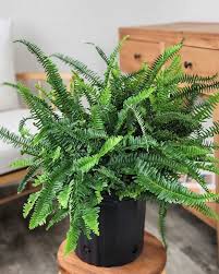 Kimberley Queen Fern