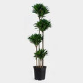 Dracaena Janet Craig