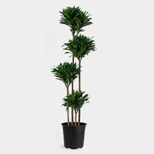Dracaena Janet Craig