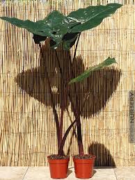 Alocasia Purple Passion