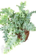 5" Blue Davana Fern