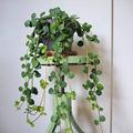4" Peperomia Hope