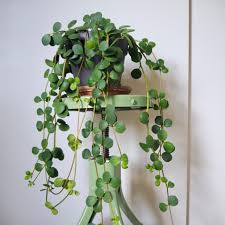 4" Peperomia Hope