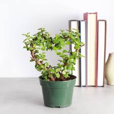 Jade Plant
