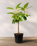 Ficus Altissima