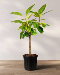 Ficus Altissima