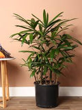 Rhapis Palm