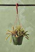 Rat Tail Cactus 6"