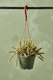 Rat Tail Cactus 6"